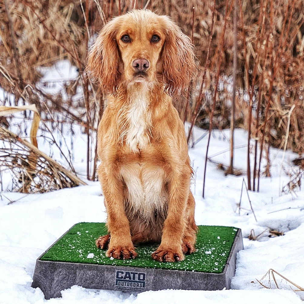 Teach your dog to STAY using Cato Boards! 