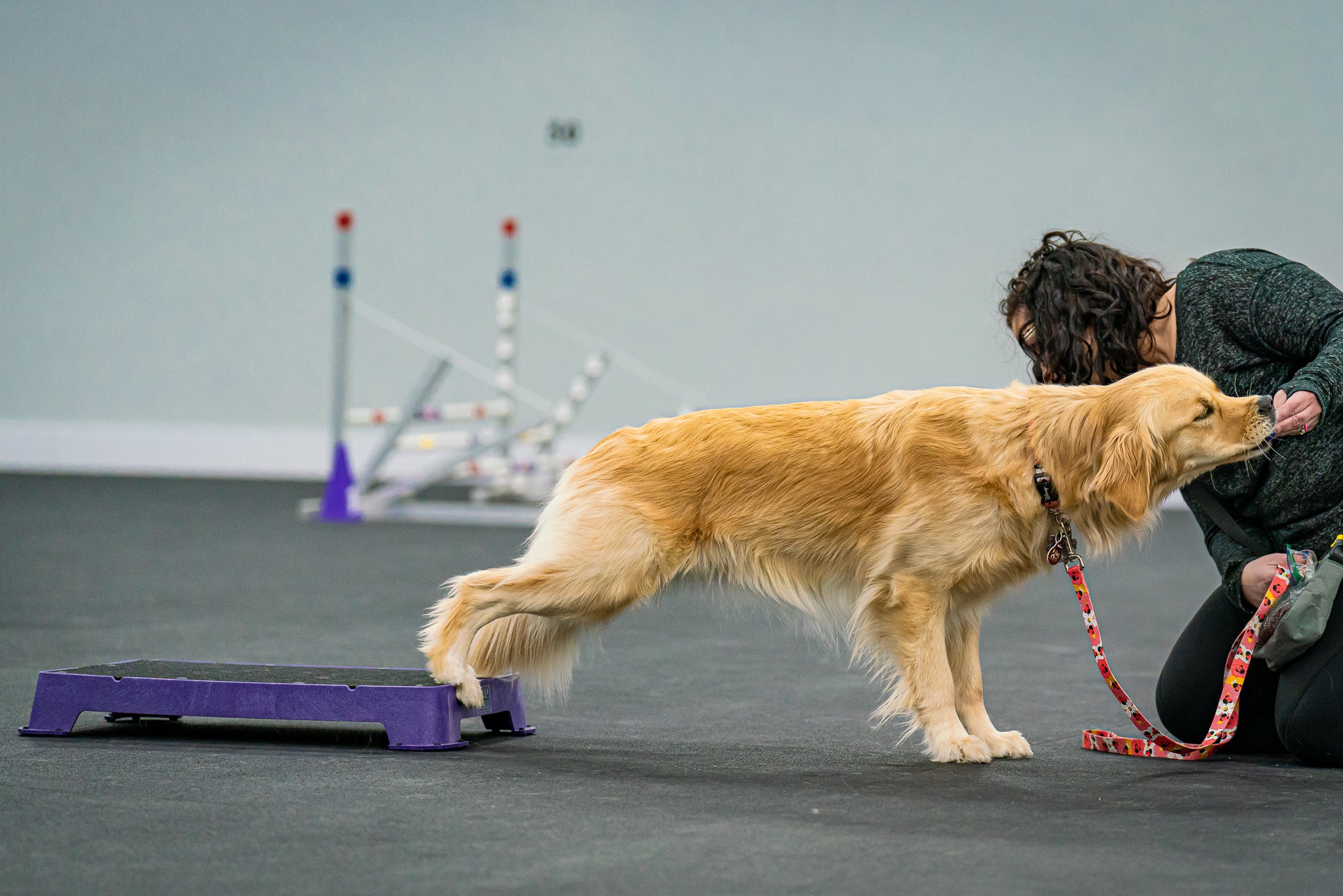 Dog Training Platform The Cato Board for all dogs – Cato Outdoors