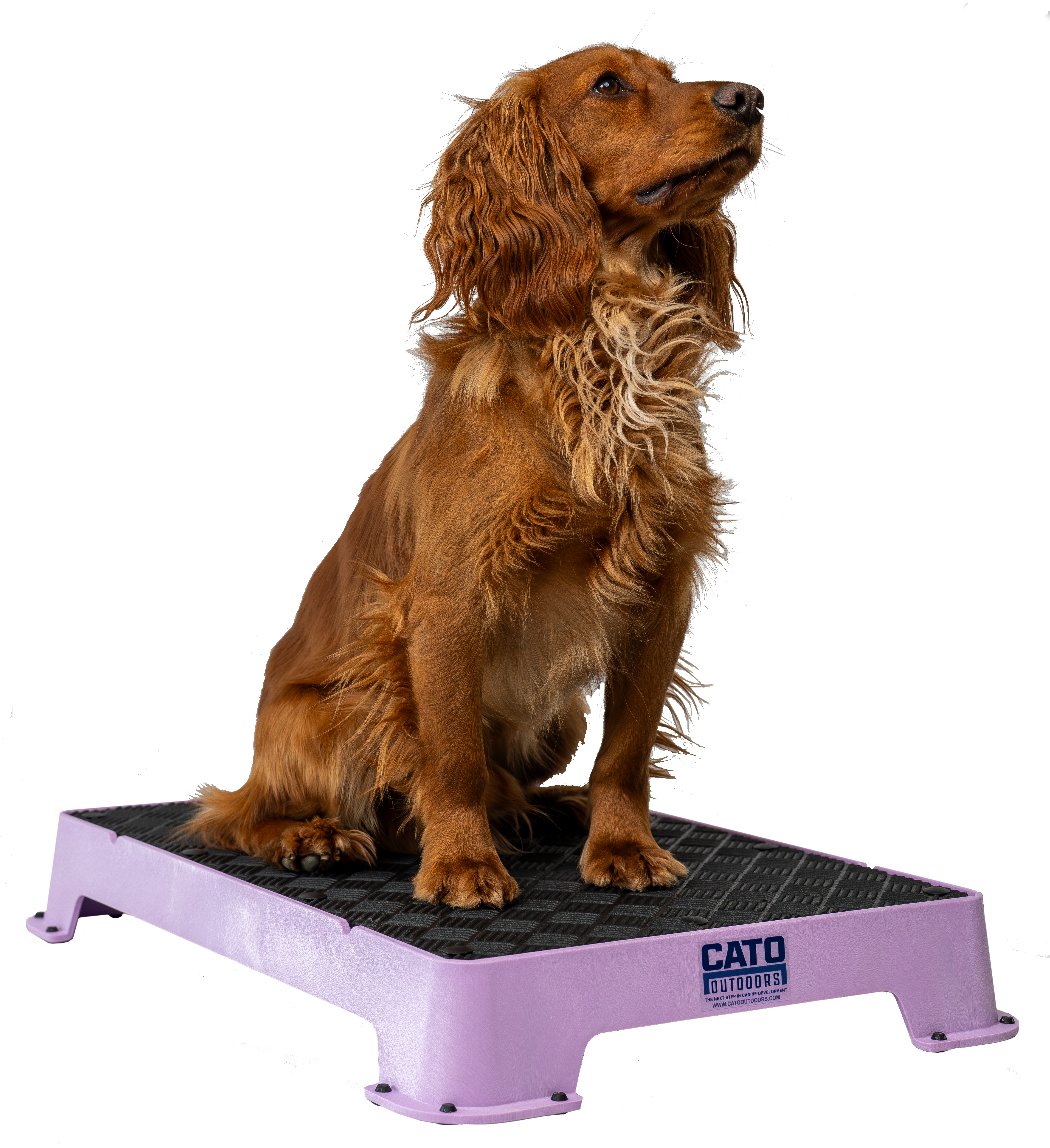 Cato Board Dog Training Platform
