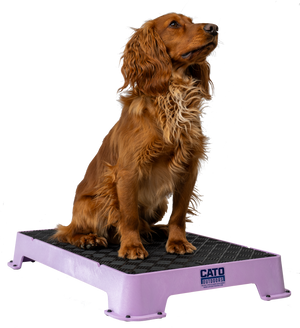 Cato Board Dog Training Platform