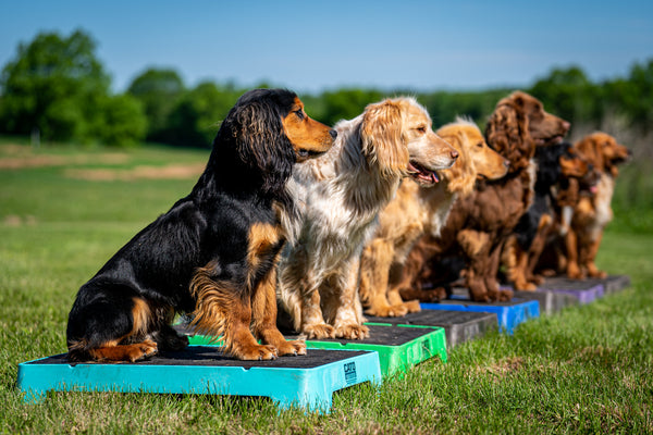 Dog Training Platform - The Cato Board for dogs – Cato Outdoors