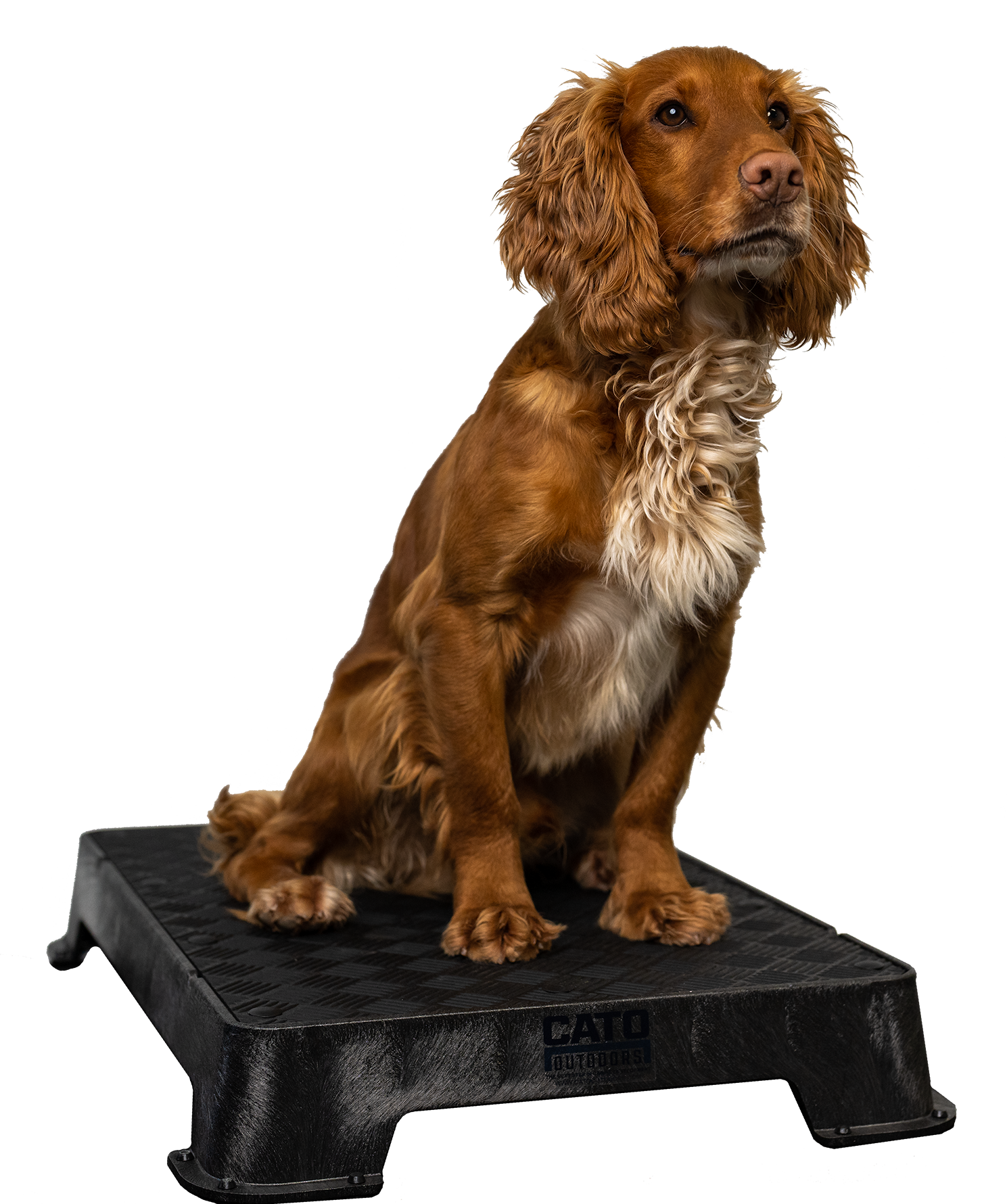Pet Supplies : Cato Board - Dog Training Platform (Black, Turf Surface) 