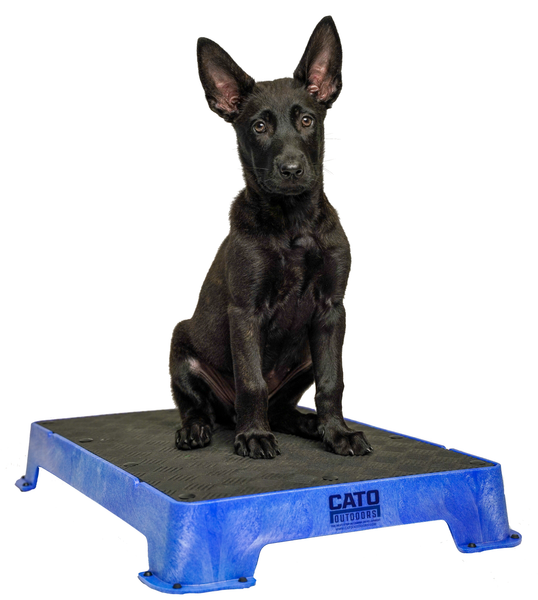 The Cato Board  Performance Dog